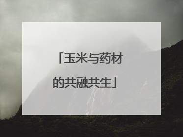 玉米与药材的共融共生