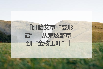 盱眙艾草“变形记”：从荒坡野草到“金枝玉叶”