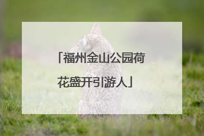 福州金山公园荷花盛开引游人