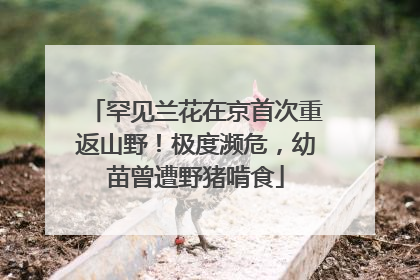 罕见兰花在京首次重返山野！极度濒危，幼苗曾遭野猪啃食