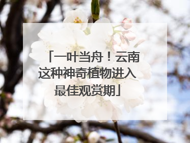 一叶当舟！云南这种神奇植物进入最佳观赏期