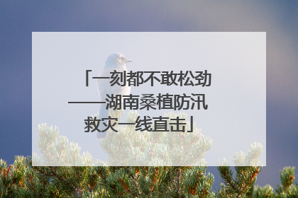 一刻都不敢松劲——湖南桑植防汛救灾一线直击