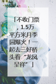 不收门票，1.5万平方米月季园爆火！一起去三好桥头看“龙凤呈祥”