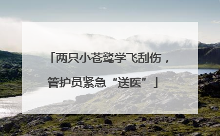 两只小苍鹭学飞刮伤，管护员紧急“送医”
