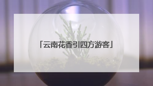 云南花香引四方游客
