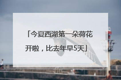 今夏西湖第一朵荷花开啦，比去年早5天