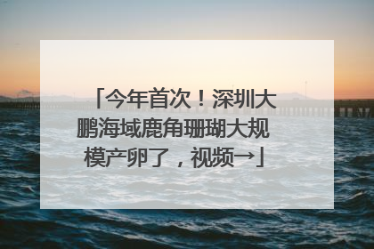今年首次！深圳大鹏海域鹿角珊瑚大规模产卵了，视频→
