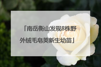 南岳衡山发现8株野外绒毛皂荚新生幼苗