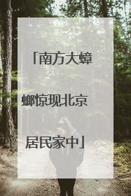 南方大蟑螂惊现北京居民家中