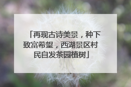 再现古诗美景，种下致富希望，西湖景区村民自发茶园植树