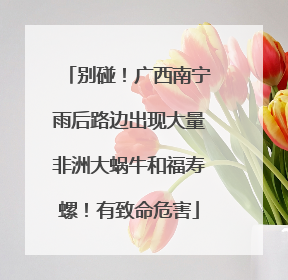 别碰！广西南宁雨后路边出现大量非洲大蜗牛和福寿螺！有致命危害