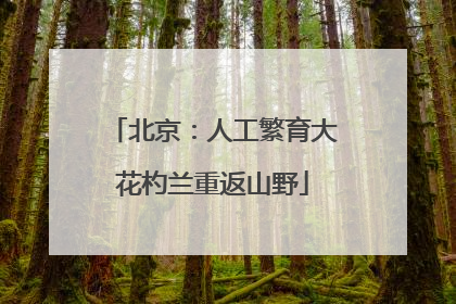 北京：人工繁育大花杓兰重返山野
