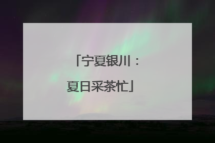 宁夏银川：夏日采茶忙