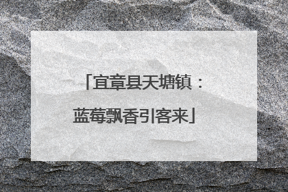 宜章县天塘镇：蓝莓飘香引客来