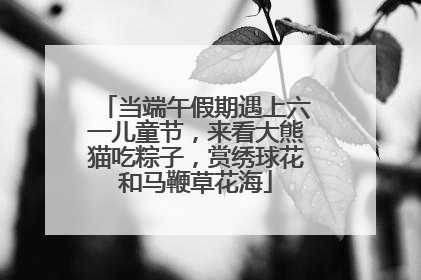 当端午假期遇上六一儿童节，来看大熊猫吃粽子，赏绣球花和马鞭草花海