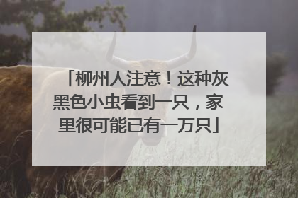 柳州人注意！这种灰黑色小虫看到一只，家里很可能已有一万只