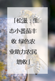 松滋：生态小番茄丰收 绿色农业助力农民增收