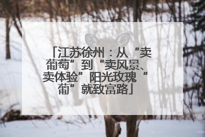 江苏徐州：从“卖葡萄”到“卖风景、卖体验”阳光玫瑰“葡”就致富路