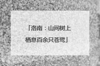 洛南：山间树上栖息百余只苍鹭