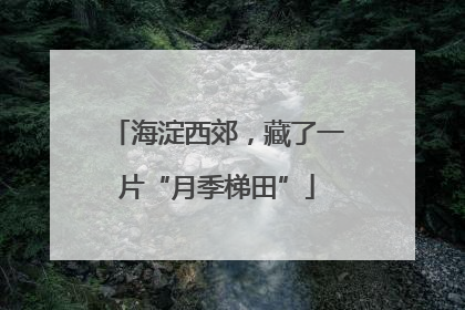 海淀西郊，藏了一片“月季梯田”