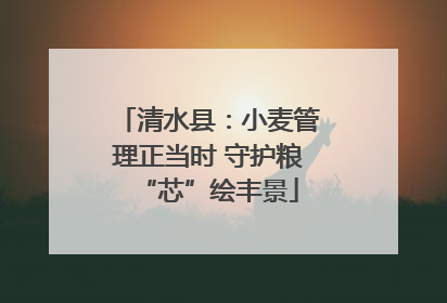 清水县：小麦管理正当时 守护粮“芯”绘丰景