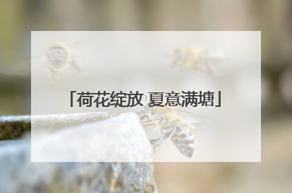 荷花绽放 夏意满塘