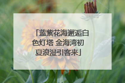 蓝紫花海邂逅白色灯塔 金海湾初夏浪漫引客来