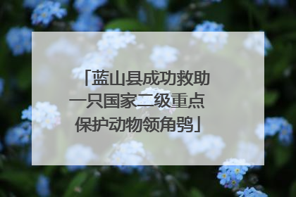 蓝山县成功救助一只国家二级重点保护动物领角鸮