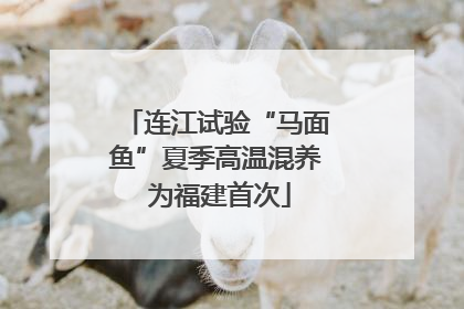 连江试验“马面鱼”夏季高温混养 为福建首次