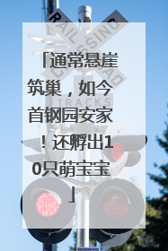 通常悬崖筑巢，如今首钢园安家！还孵出10只萌宝宝