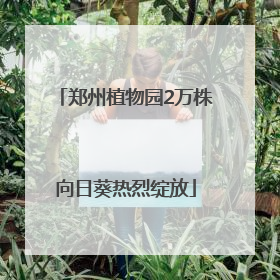 郑州植物园2万株向日葵热烈绽放