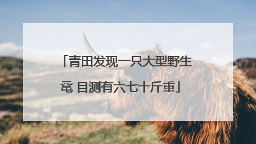 青田发现一只大型野生鼋 目测有六七十斤重