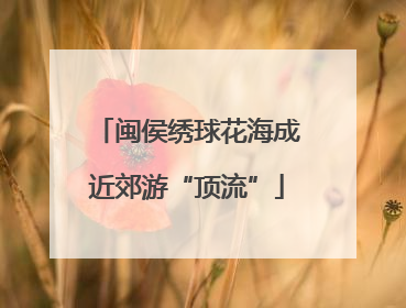闽侯绣球花海成近郊游“顶流”