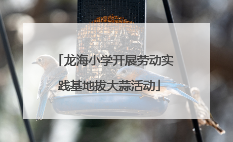 龙海小学开展劳动实践基地拔大蒜活动