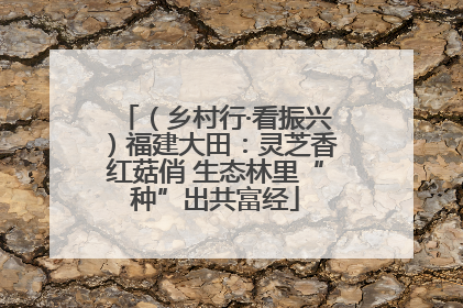 （乡村行·看振兴）福建大田：灵芝香红菇俏 生态林里“种”出共富经