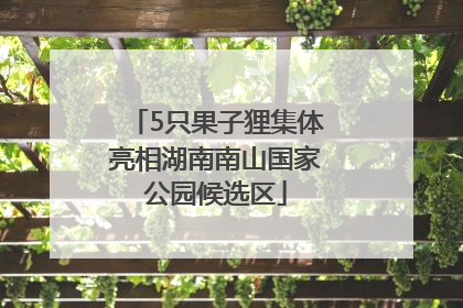 5只果子狸集体亮相湖南南山国家公园候选区